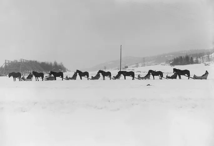 Hästar med släde på rad på en åker i vinterlandskap, foto i svartvitt